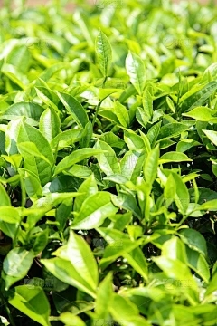 虫草sinensis和第一级别之间有什么区别