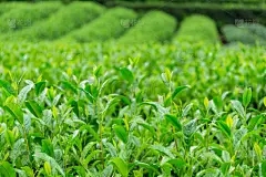 浩瀚商品行情分析：稻米小麦（免费）的耕种技术是什么？