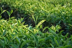 内部家乡在哪里收集白水果