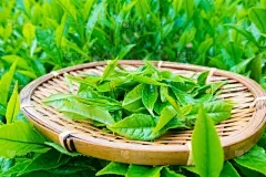 中国和龙藏茶·小金砖批发市场：茉莉晒伤后如何修理