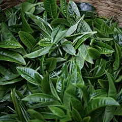 藏茶·润云现货交易平台：给Caixin施肥的方法是什么？采取什么预防措施？