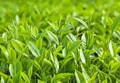 浩瀚商品交易工作：羊腿的腿发生了什么，在喝水中添加了多少苏打水？