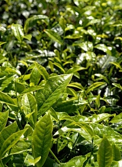 浩瀚商品交易中心骗局：西瓜品种西瓜排名的十大品牌西瓜排名