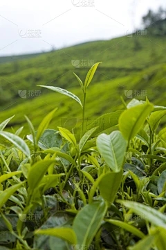 浩瀚商品藏茶·润云交易平台：虫草sinensis的功效和作用以及食用虫草的辛辛斯