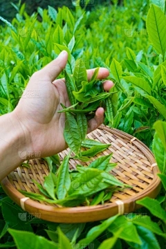 云南浩瀚商品交易中心：草莓种植技术，我可以收获多长时间