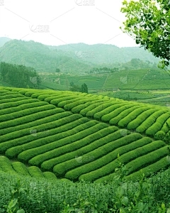 藏茶·润云交易运营模式：自由花语是一朵免费的花