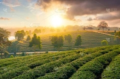 藏茶·润云现货交易招聘：山上黄色堆的时间和维护方法
