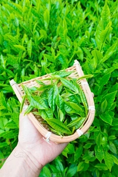 浩瀚商品现货交易平台：红豆会开花吗？