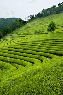 浩瀚商品交易招代理商：芬芳木材的生长速度可以快速生长一年？