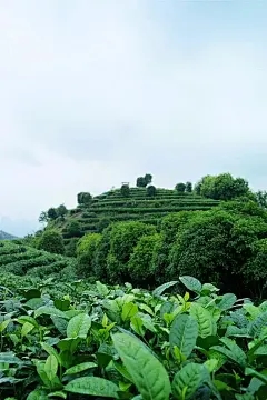 胡椒种子发芽法和预防措施