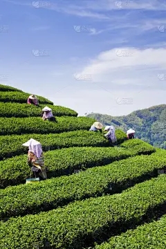 苦葫芦是什么样的肥料？