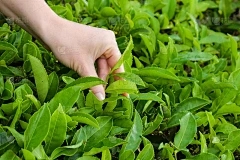 绵羊的尾巴是什么角色