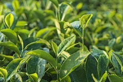 苹果蜗牛卵孵化了多长时间