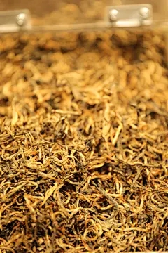 芒果树苗会在冬天冻死吗？