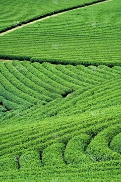 苦葫芦授粉时间，方法和方法