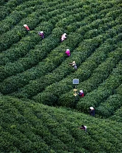 老虎刺梅根发展了吗？