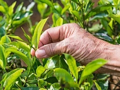 藏茶·润云购销客户端：绿色蔬菜施肥技术