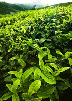 藏茶·润云现货交易图：辣椒和大麻辣椒之间的区别