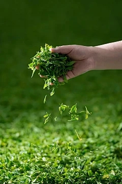 哪种小麦容易冻结损害，如何预防和补救