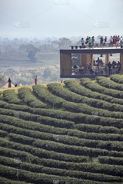 浩瀚商品交易：芒果的收获季节是什么时候
