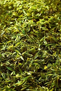 浩瀚商品交易中心招聘：在小麦拉的期间使用除草剂的影响