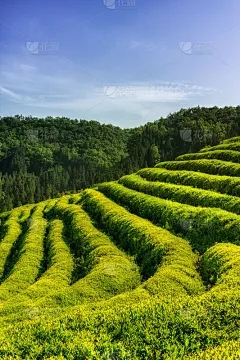 藏茶·润云交易中心靠什么赚钱：草莓坚固的幼苗的标准