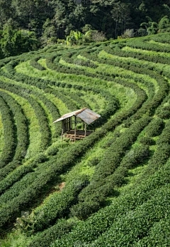 浩瀚商品交易所干啥的：薄荷种植方法和时间