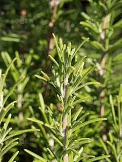 芋头和香蕉叶有什么问题