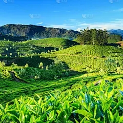 芹菜土地上的植物