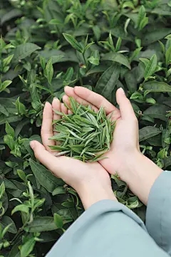 自我制作以消除除草剂配方，草药不怕下雨多久？