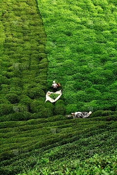 莱尤（Laiyu）317种玉米种类的简介，适合种植和输出