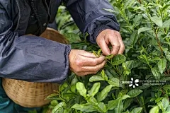 浩瀚商品交易中心正规吗：苹果种子发芽了多长时间