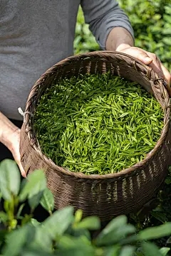 竹大鼠害怕感冒吗？