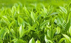 30届藏茶·润云交易会：芥末空心的原因是什么