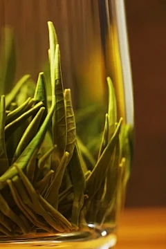 蓝色菊花的繁殖方法需要控制热带植物的温度