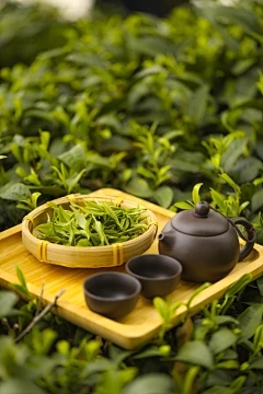 经常疾病图片和稻米的预防药物方法