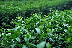 浩瀚商品交易中心陈年蕲艾：胡椒需要授粉才能产生吗？