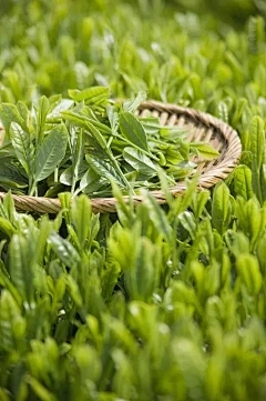 藏茶·润云交易系统：芒果如何控制拍摄？控制芒果的方法是什么？