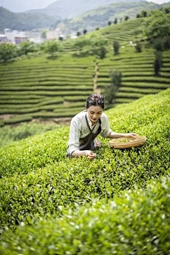 茴香种植时间和方法的高层种植技术和管理措施