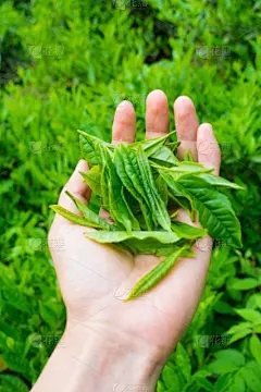 芒果种植技术和管理方法高层种植技术