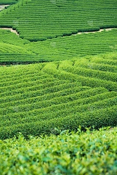 南阳浩瀚商品交易市场：茴香XI阴或Xiyang