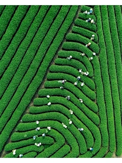 虾的斑点多长时间？