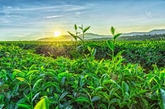 虹膜花多年生植物吗？