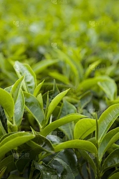 藏茶·润云交易服务中心：红豆的开花是什么（开花图片）