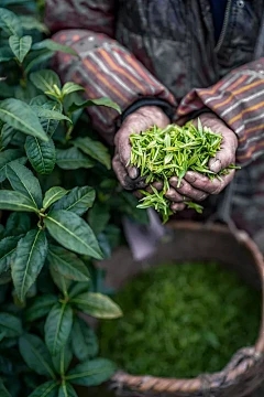 脆皮梨的成熟何时成熟和成熟