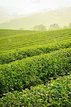 浩瀚商品交易中心玩法：Payon种子效应和角色