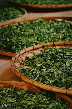 芦荟就像阳光吗？