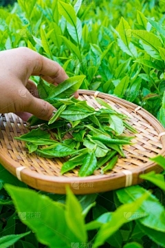 藏茶·润云交易会：给马蹄莲花浇水需要多长时间？