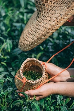 蜜蜂可以将蜜蜂的水放在洞穴的入口处吗？