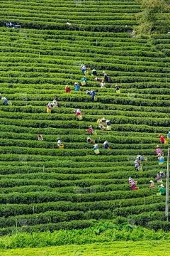 芹菜是哪个季节，为什么芹菜不吃叶子？